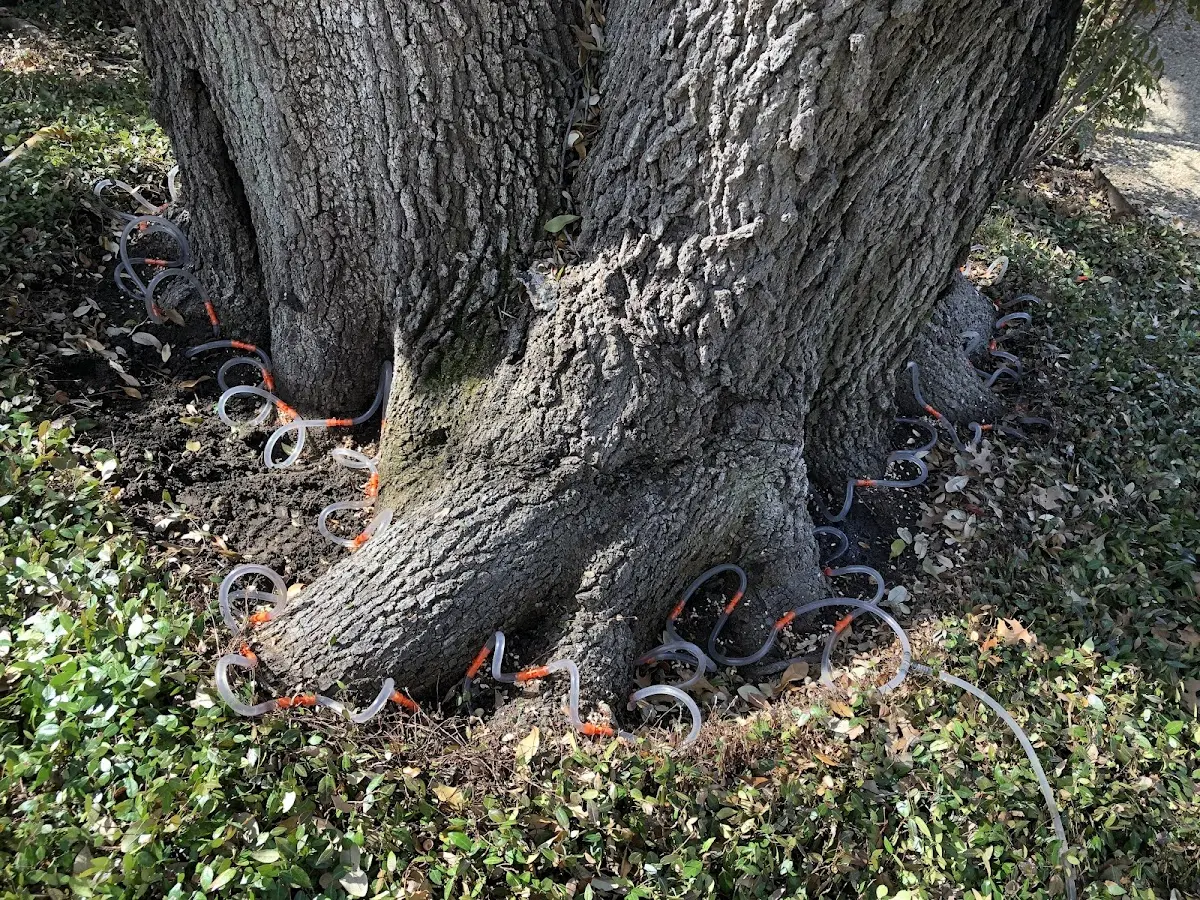 Detailed Tree Cabling and Bracing job site in Wyco