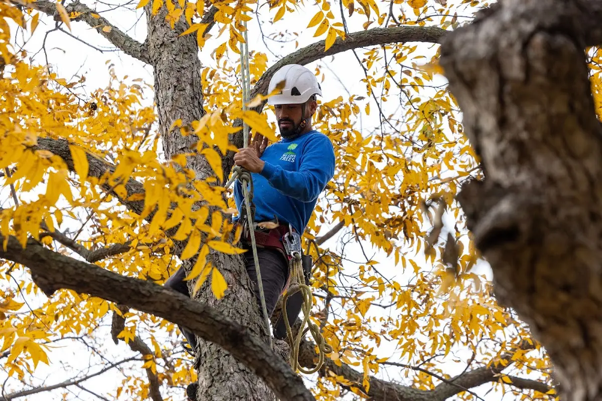 Skilled Tree Trimming crew working in Wyco